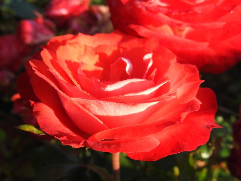 Die Blüte der polyantha Planten un Blomen