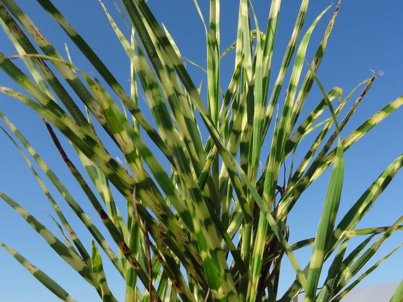 Die typische Bänderung bei Miscanthus sinensis Gold Bar