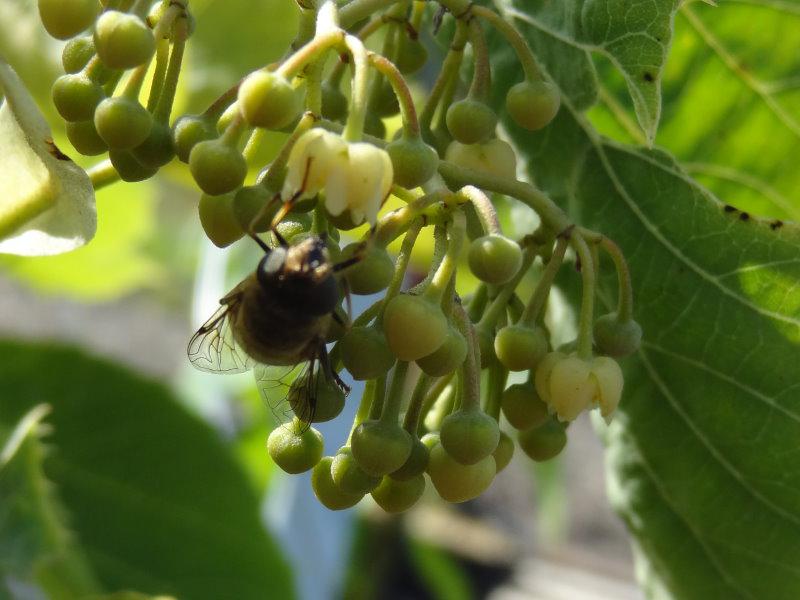 Tilia henryana in Blüte