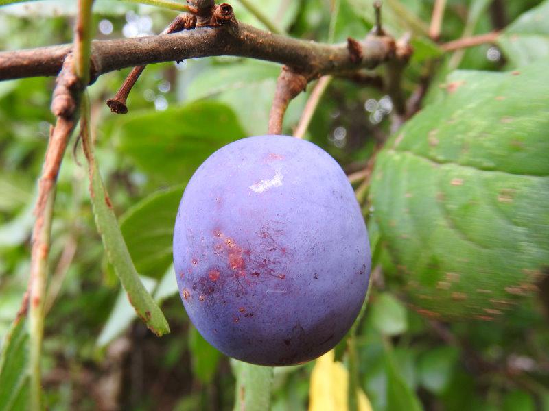 Die kleinen pflaumenartigen Früchte der Primitivpflaume schmecken süß.