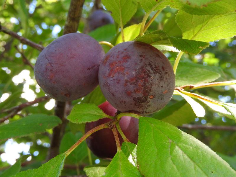 Baumschule Eggert - Blütensträucher, Baumschulen, Heckenpflanzen - Vaaler  Primitivpflaume, Prunus domestica Primitivpflaume gibt es hier günstig in  unserem Online-Shop!
