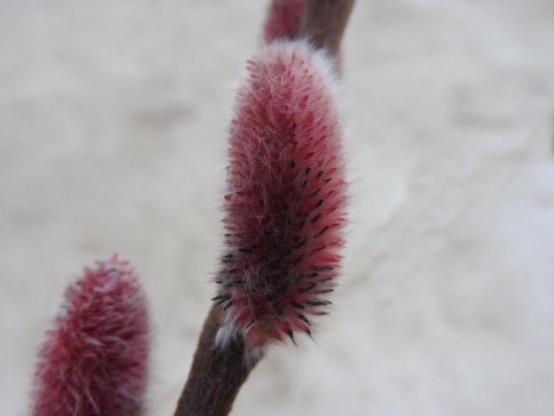 Salix chaenomeloides Mount Aso in Blüte