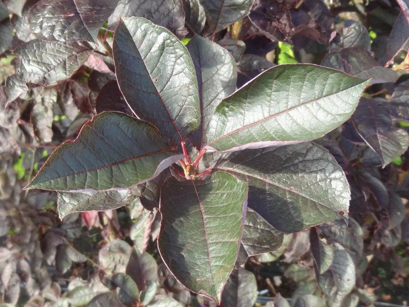 Prunus padus Bicolor