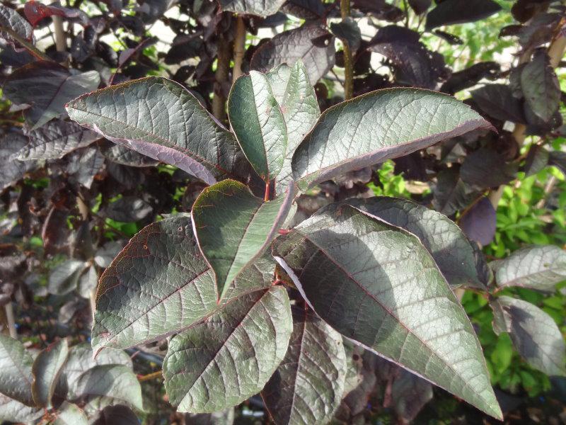 Prunus padus Bicolor