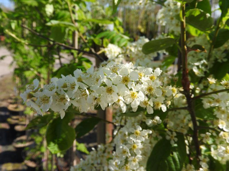 Prunus padus Bicolor