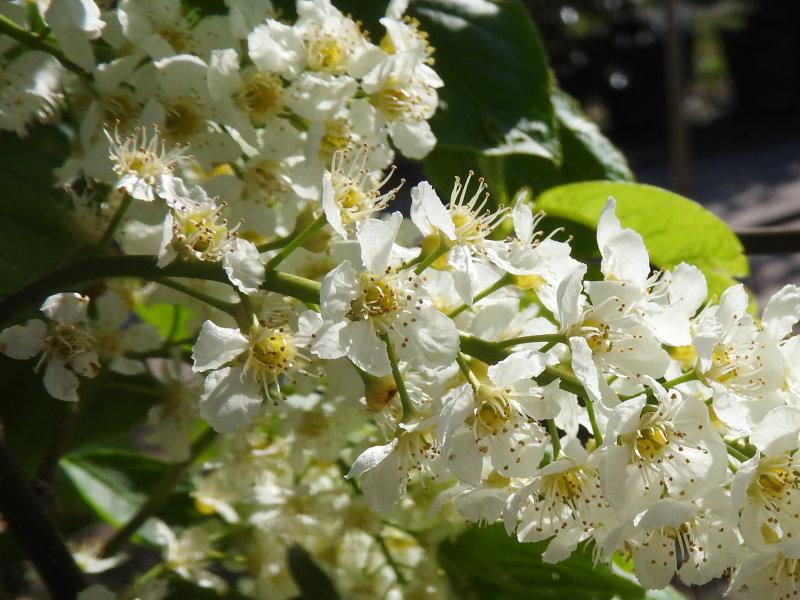 Prunus padus Bicolor