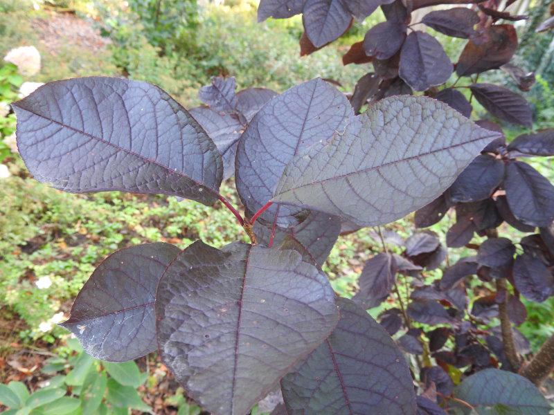 Prunus padus Bicolor