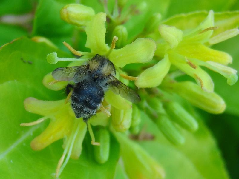 Buschgeißblatt Honeybee
