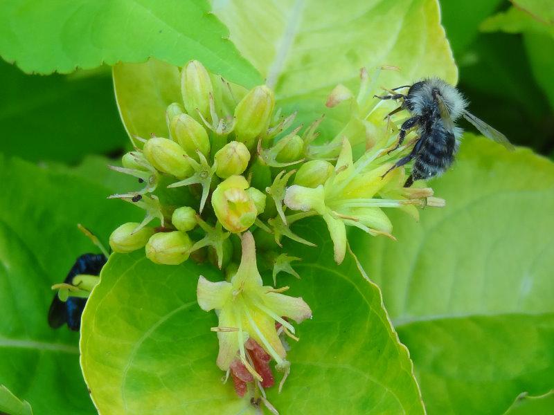 Diervilla rivularis Honeybee in Blüte