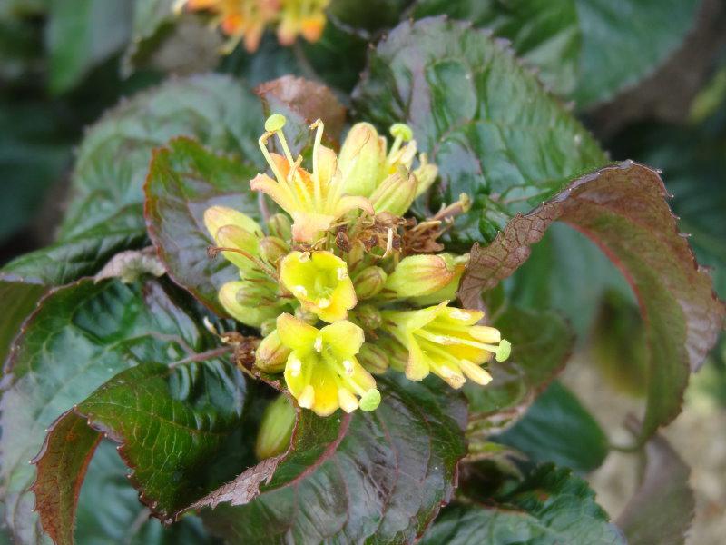 Blüte von Diervilla rivularis Troja Black