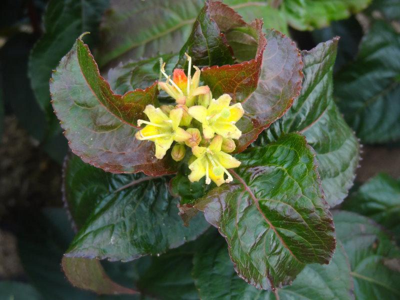 Buschgeißblatt Troja Black in sommerlicher Blüte