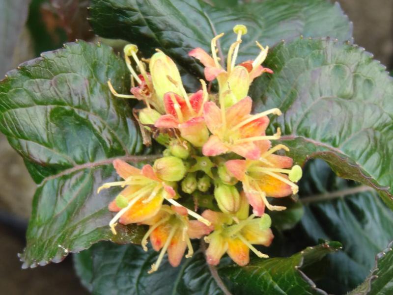 Blüte von Buschgeißblatt Troja Black
