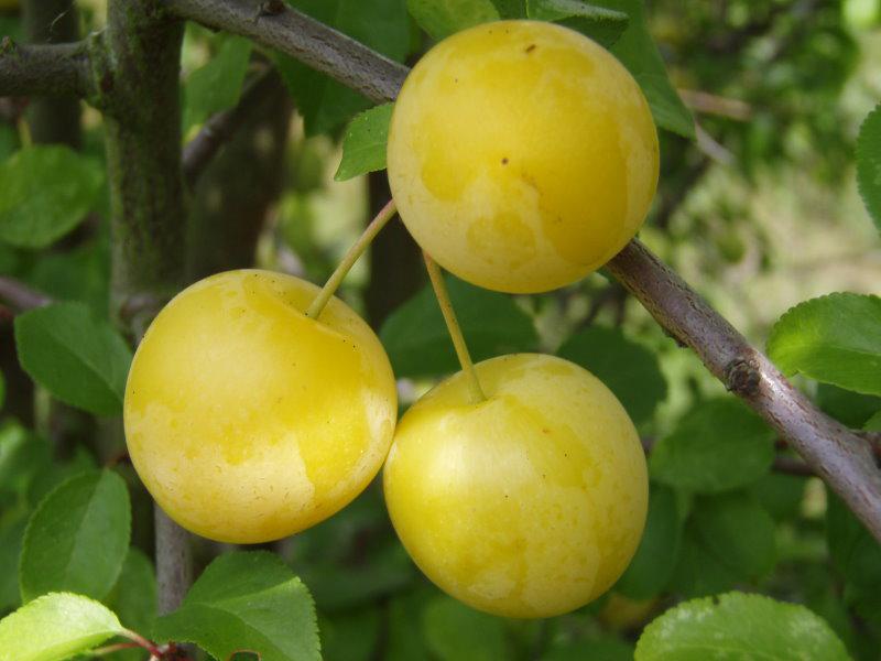 Die Gelbe Kirschpflaume