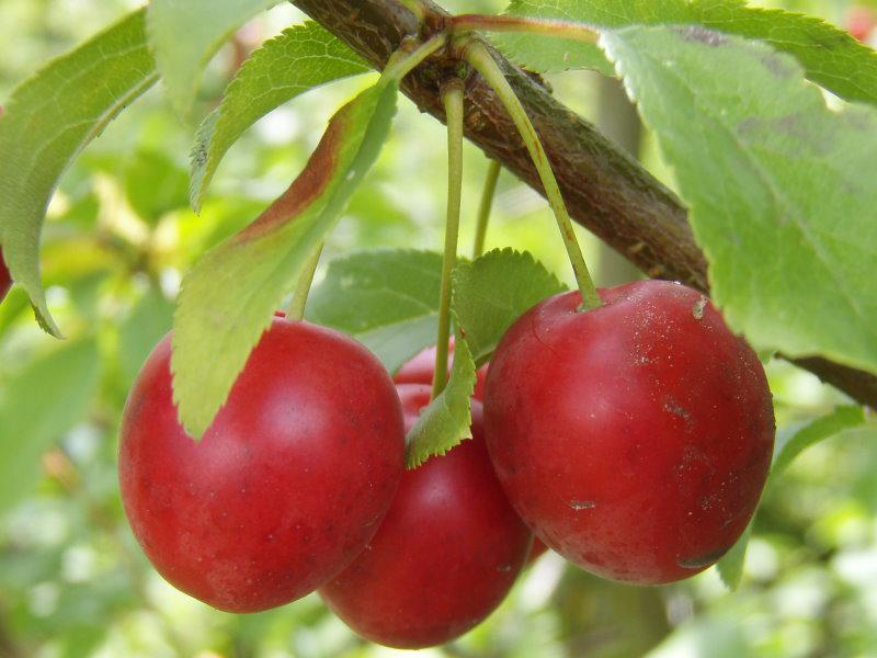 Rote Kirschpflaume, auch Rote Mirabelle genannt