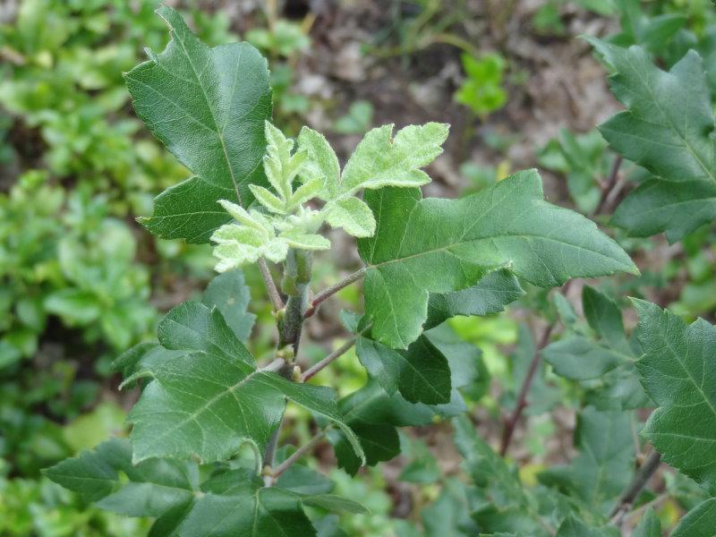 Junger Trieb von Malus trilobata