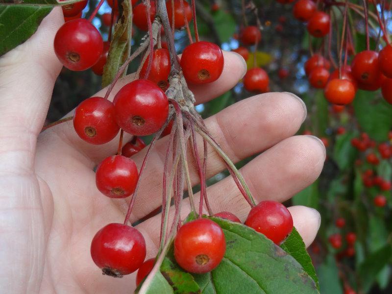 Frucht von Malus hupehensis