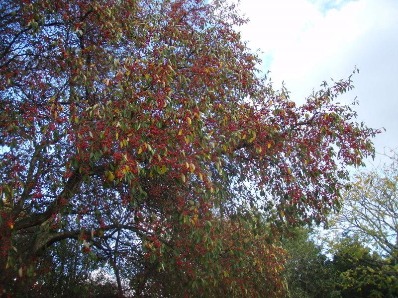 Älterer Tee-Apfel im Herbst