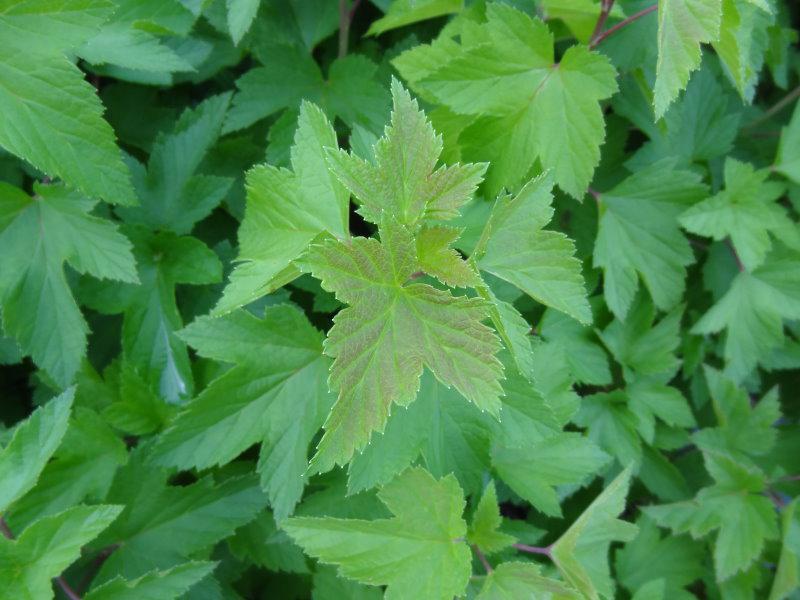 Schwarze Johannisbeere