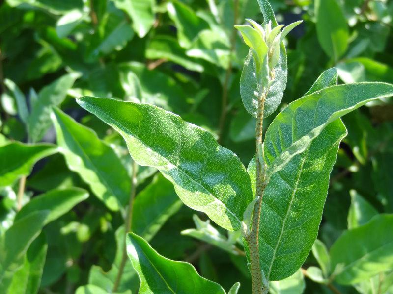 Blätter von Elaeagnus umbellatus Red Cascade