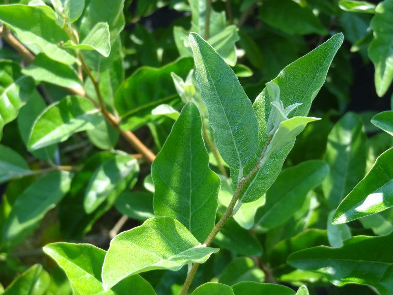 Laub von Elaeagnus umbellatus Red Cascade