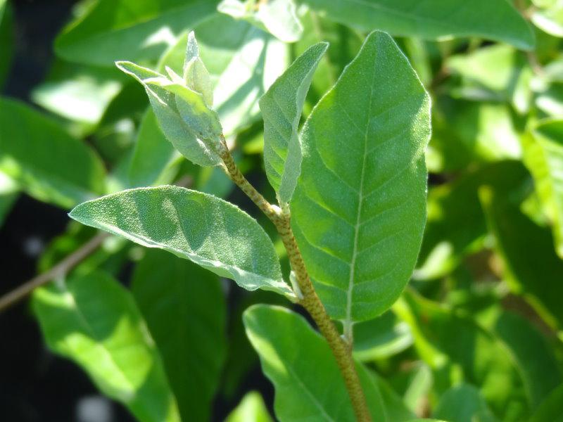 Blätter von Elaeagnus umbellatus Red Cascade