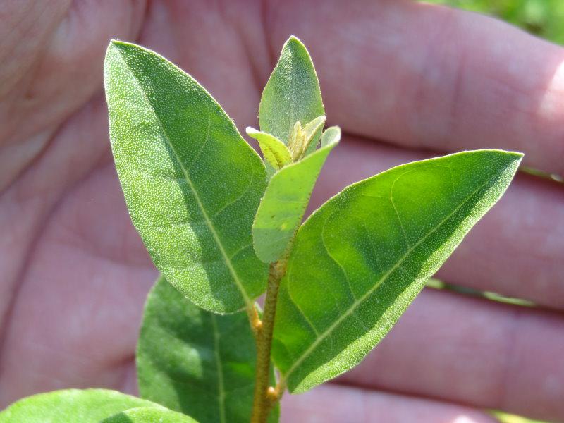 Triebspitze von Elaeagnus umbellata Sweet´n Tart
