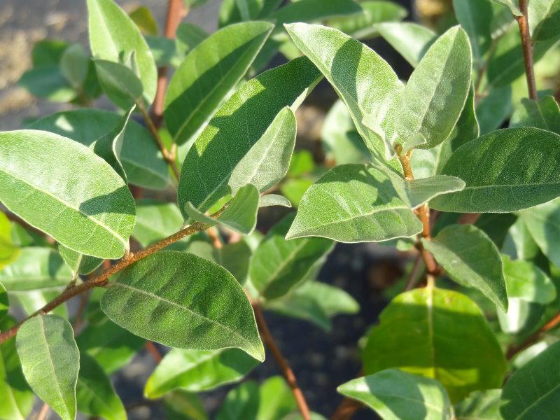 Laub von Elaeagnus umbellata Sweet´n Tart