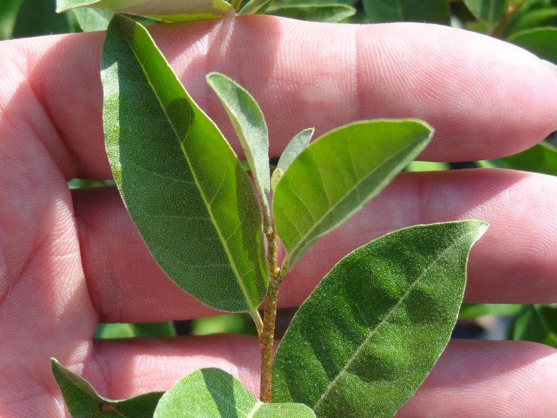 Elaeagnus umbellata Sweet´n Tart