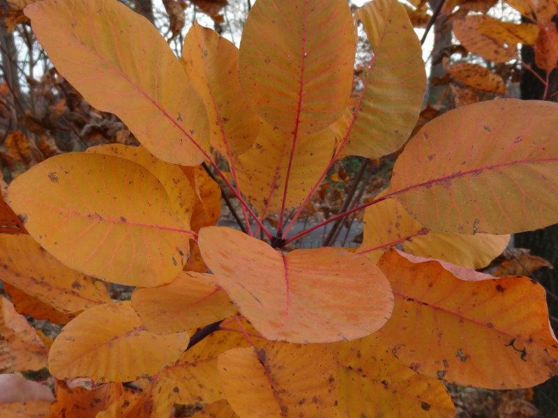 Prächtiges oranges Herbstlaub bei Cotinus dummeri Grace