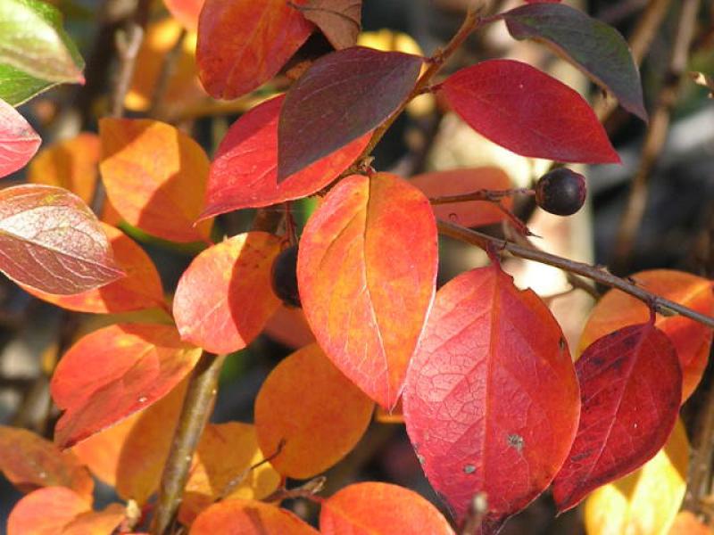 Herbstlaub bei Cotoneaster acutifolius