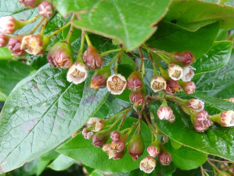 Cotoneaster acutifolius im Sommer