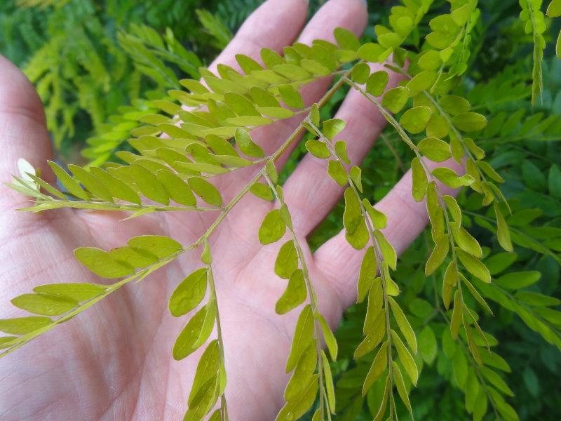 Das filigrane Laub von Gleditsia triacanthos Elegantissima