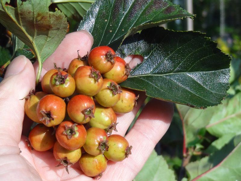 Früchte (noch nicht ganz reif) von Crataegus crus-galli