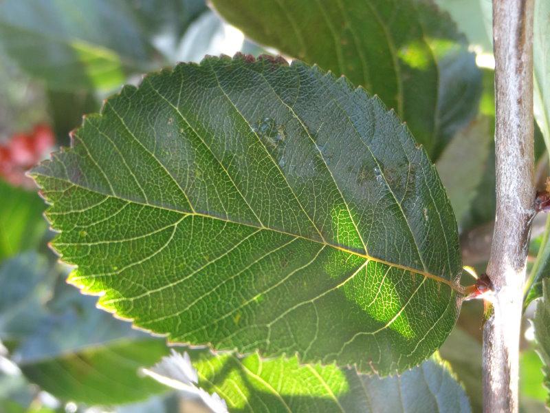 Einzelblatt: Crataegus crus-galli