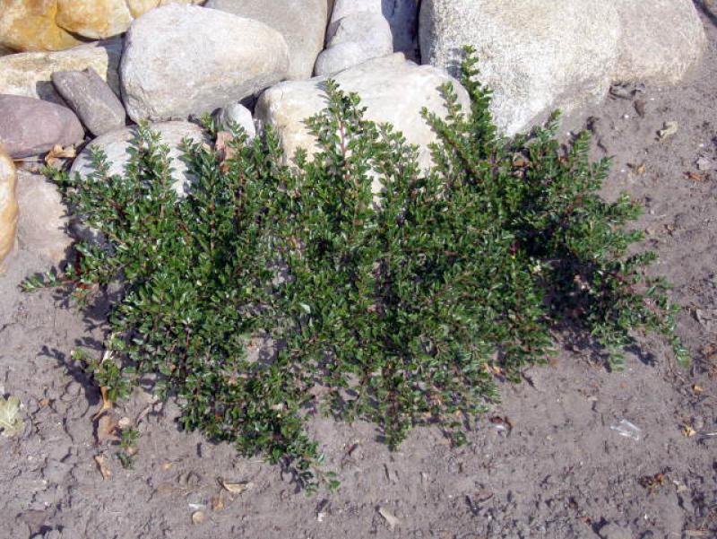 Habitus von Cotoneaster adpressus