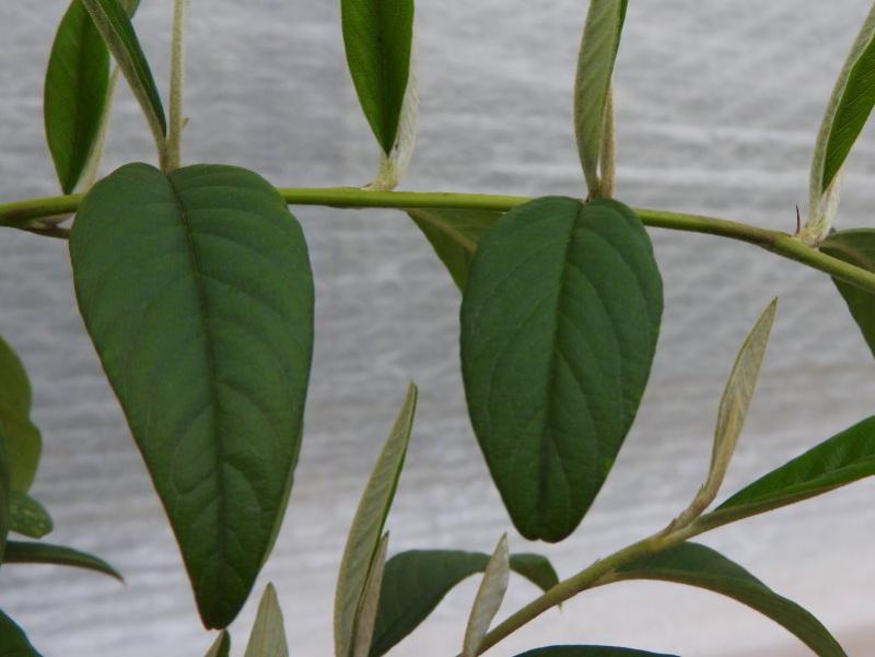 Cotoneaster watereri Rothschildianus