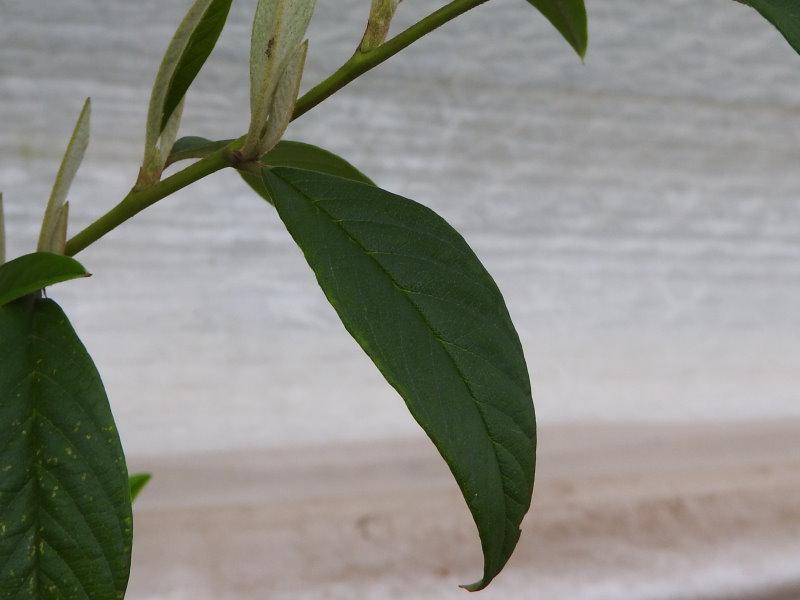 Cotoneaster watereri Rothschildianus
