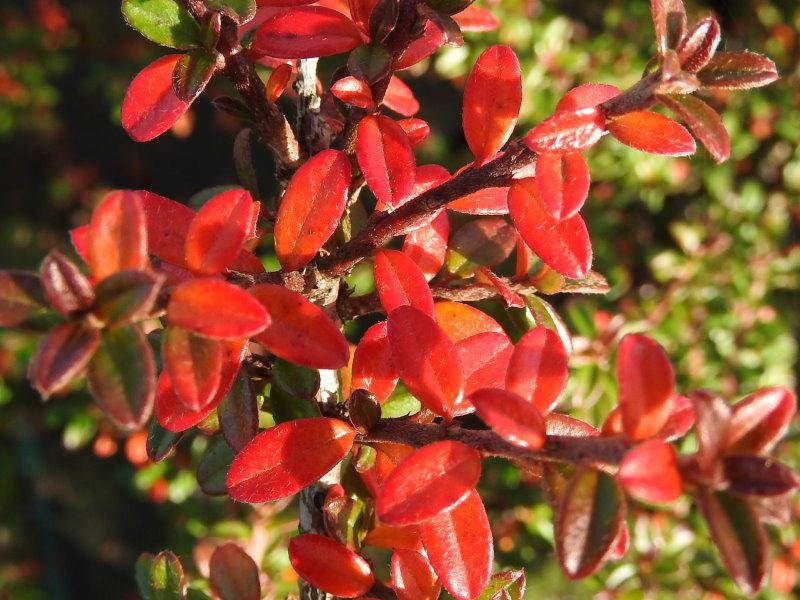 Das immergrüne Laub des Cotoneaster conspicuus Decorus verfärbt sich im Herbst leuchtend rot.