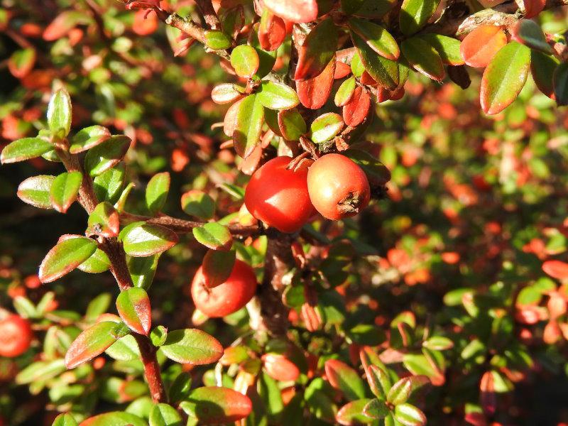 Cotoneaster conspicuus Decorus - rote Früchte