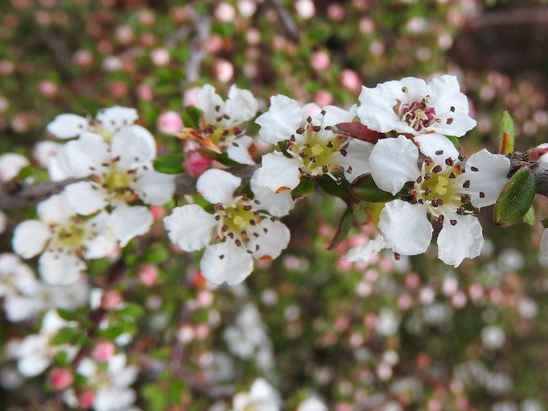 Zahlreiche weiße Blüten der Mispel Decorus