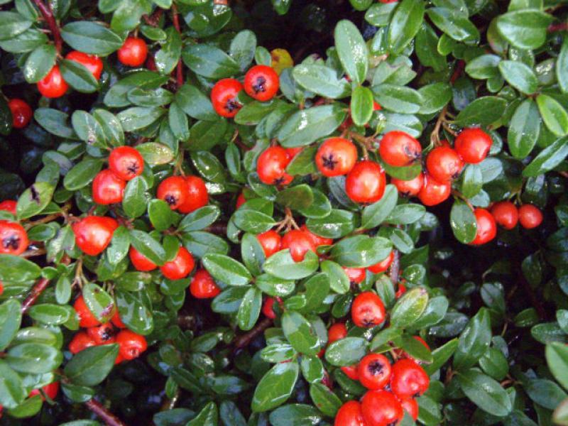 Die zierenden roten Beeren des Cotoneaster dammeri Coral Beauty