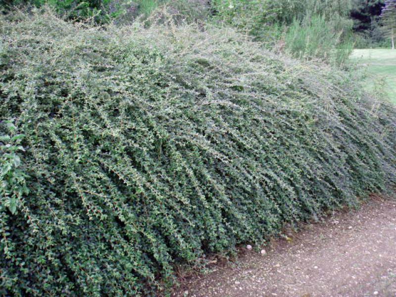 Schöner Wall mit der Cotoneaster dammeri Coral Beauty