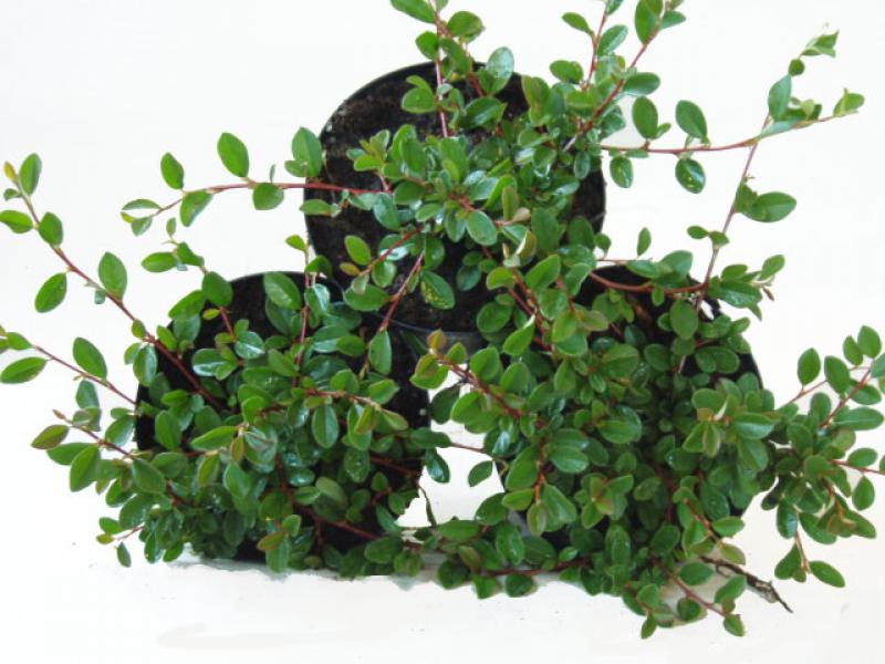 Krypoxbär Eichholz, Cotoneaster dammeri Eichholz