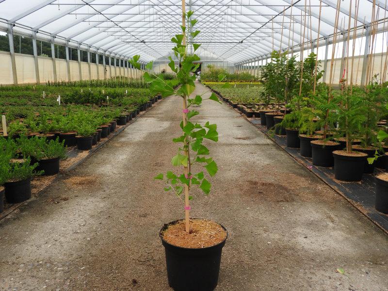 Ginkgo biloba Fastigiata Blagon, Pflanze im Topf, Aufnahme aus Juli 2018