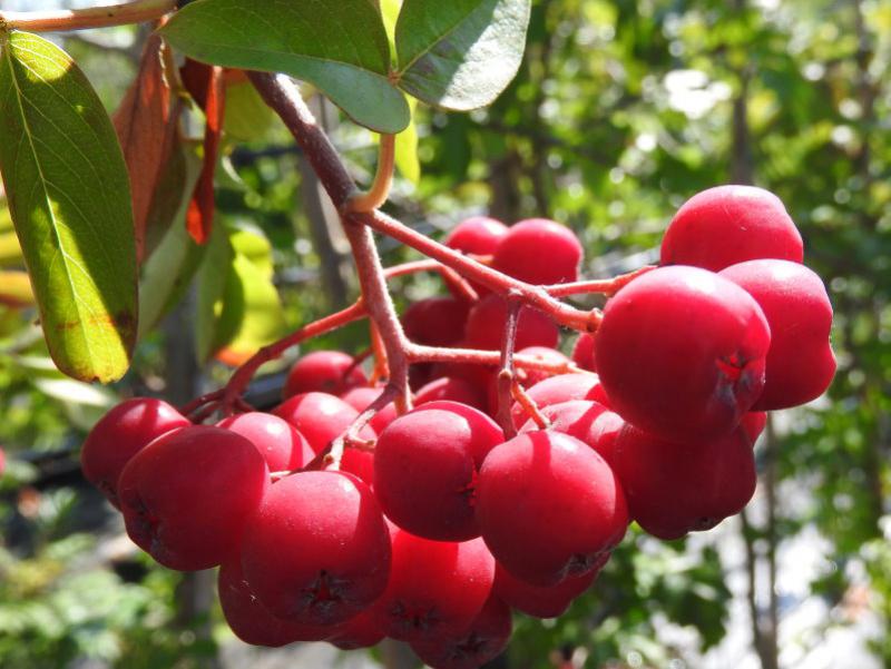 Rote Beeren der Straucheberesche Saule