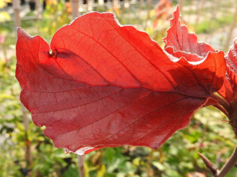 Fagus sylvatica Atropunicea