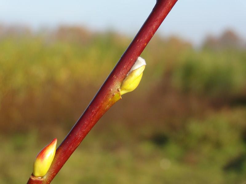 Die frühe Blüte der Schiebel-Weide