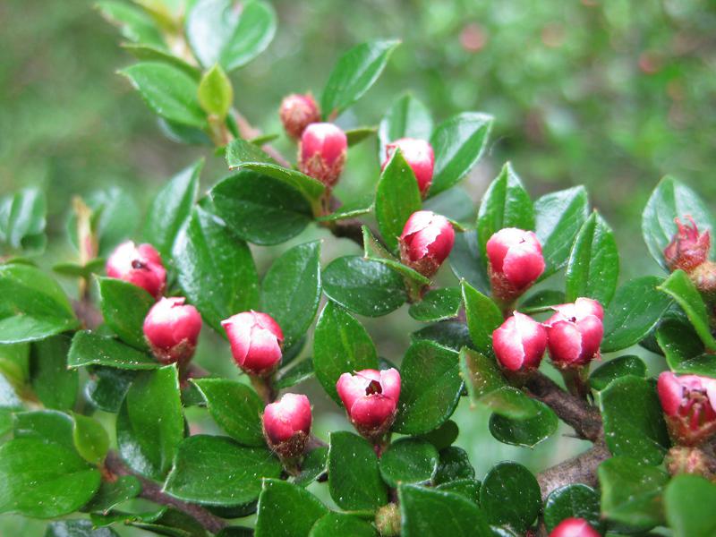 Rosa Knospen der Fächerzwergmispel