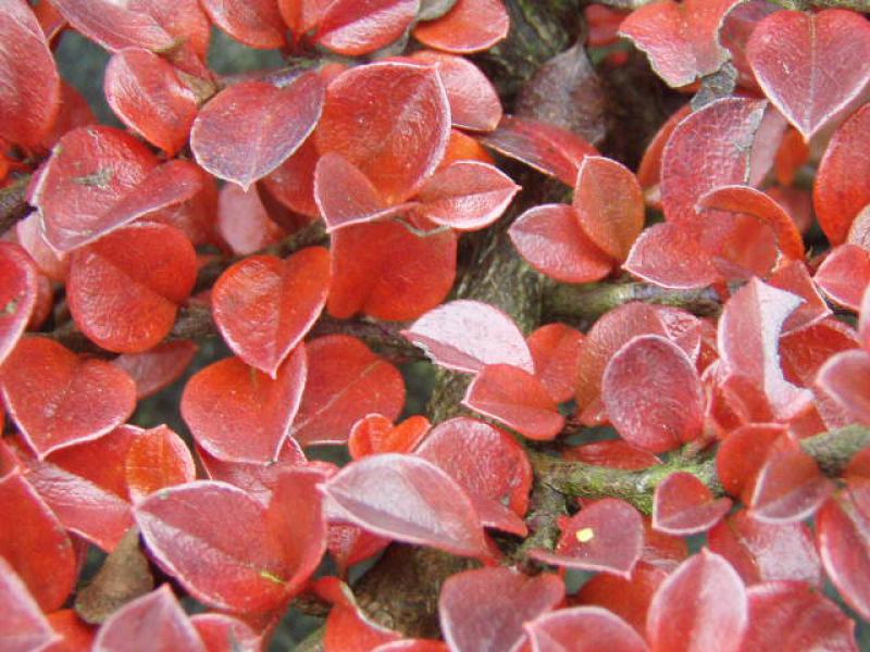 Cotoneaster horizontalis im roten Herbstlaub