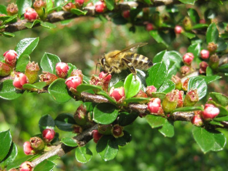 Cotoneaster horizontalis - auch bei Bienen beliebt